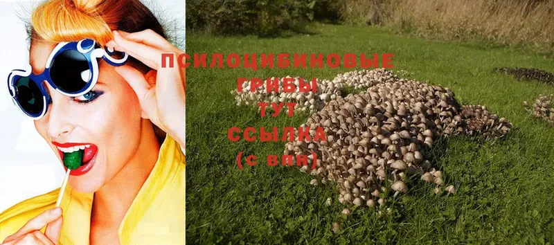 Галлюциногенные грибы Cubensis  Кирсанов 